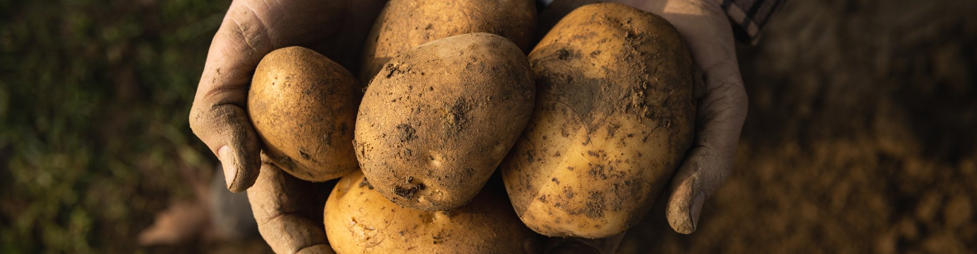 Someone holding potatoes