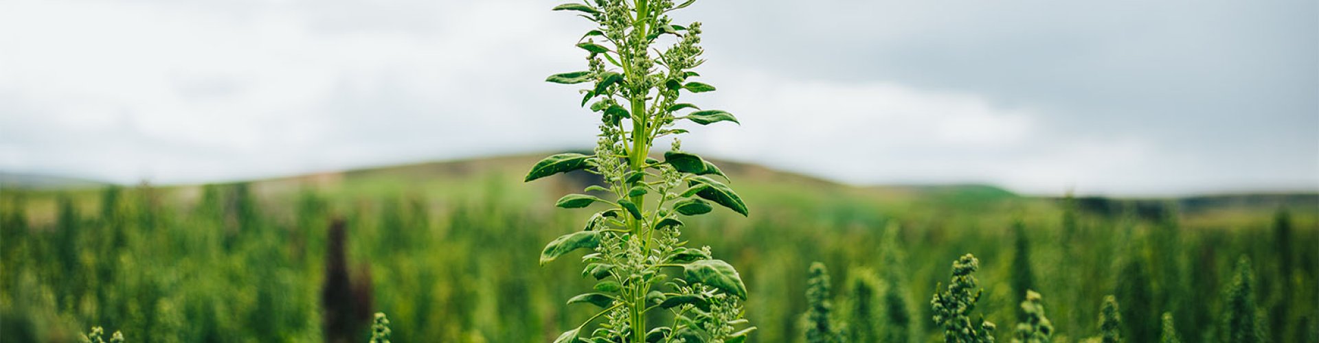 Quinoa plant