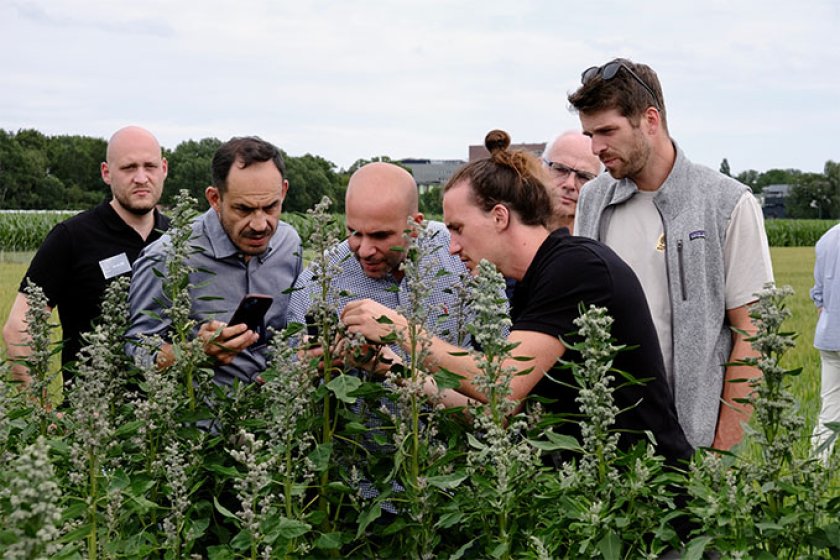 People looking at quinoa plant