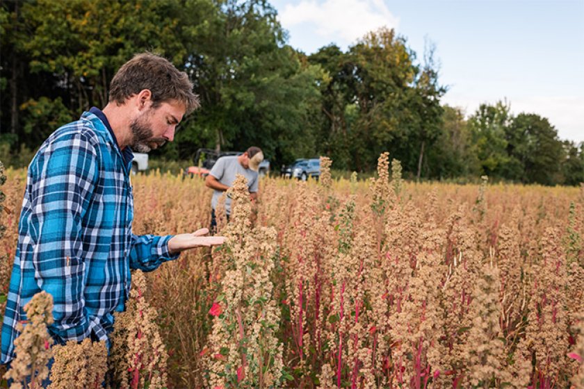 Men looking at quinoa plant