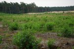 Massale opslag Prunus na bosverwijdering voor stuifzand (Foto Jan den Ouden)