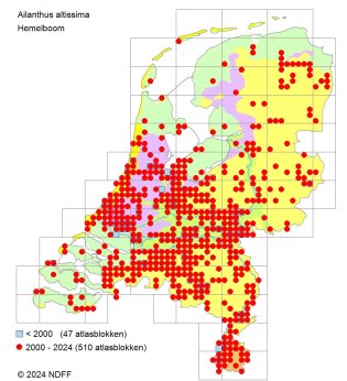 verspreidingskaart hemelboom 2024