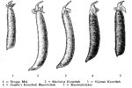 Verschillende erwten (18e Rassenlijst voor Groentegewassen, 1966)