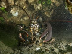 De Noordzeekreeft (Homarus gammarus) is een iconische inwoner van de Europese wateren. Beeld: Oscar Bos.