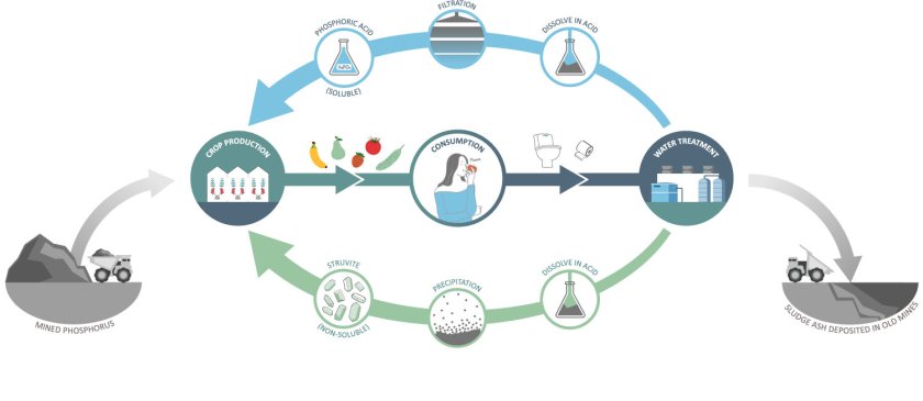 Opportunities to shift from a linear to a circular phosphorus supply chain.