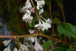 Chinese bruidssluier, detail bloemen (Foto Salicyna Wikimedia Commons 2018)