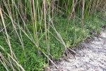 Watercrassula