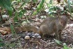 Indische mangoeste (Herpestes javanicus) (Foto: Tony Hisgett, 2016, CC BY 2.0) 