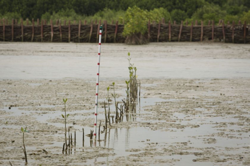 Sediment and lower waves inside the grid of permeable dams (Photo: Nanang Sujana)